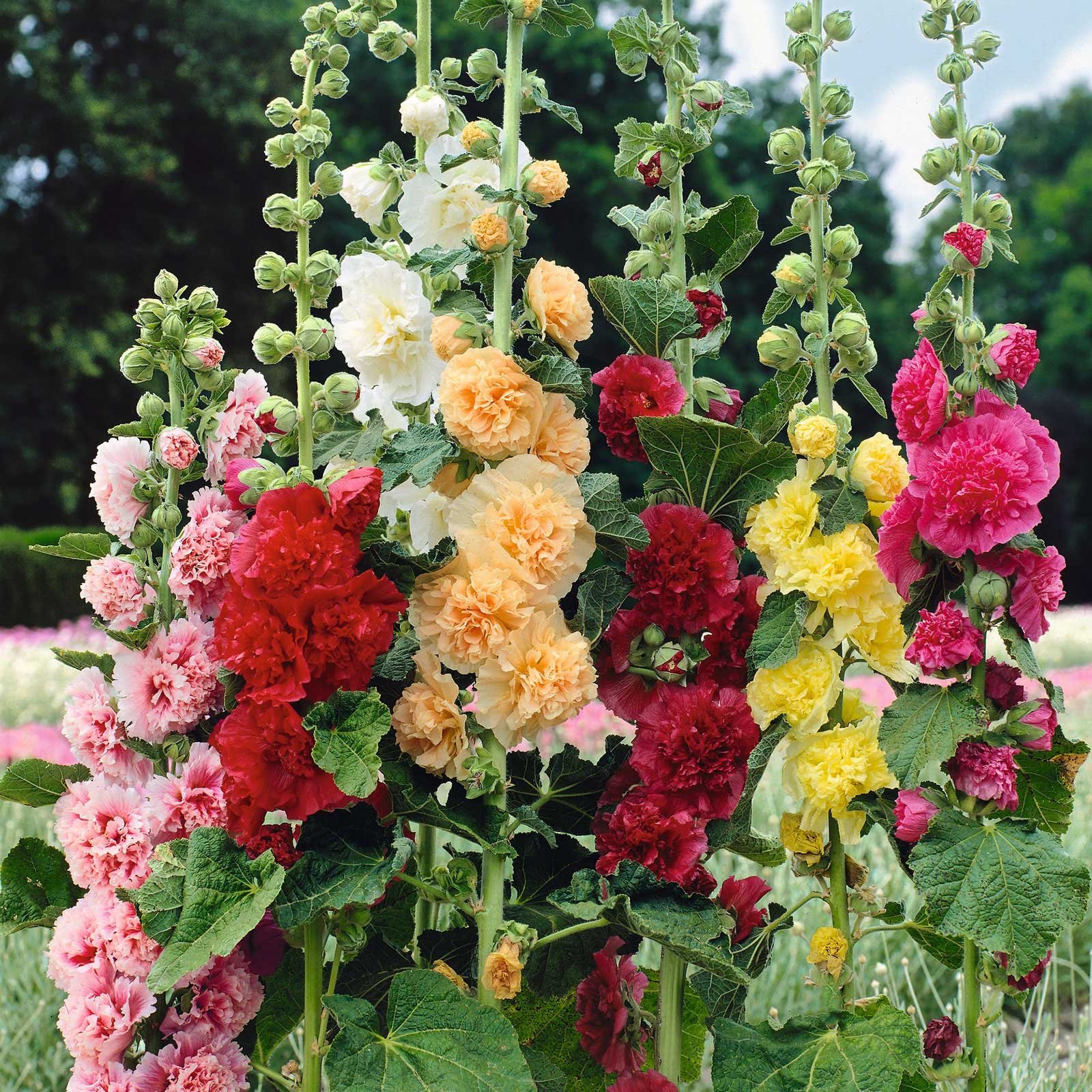 Stockrose Chaters Doppel