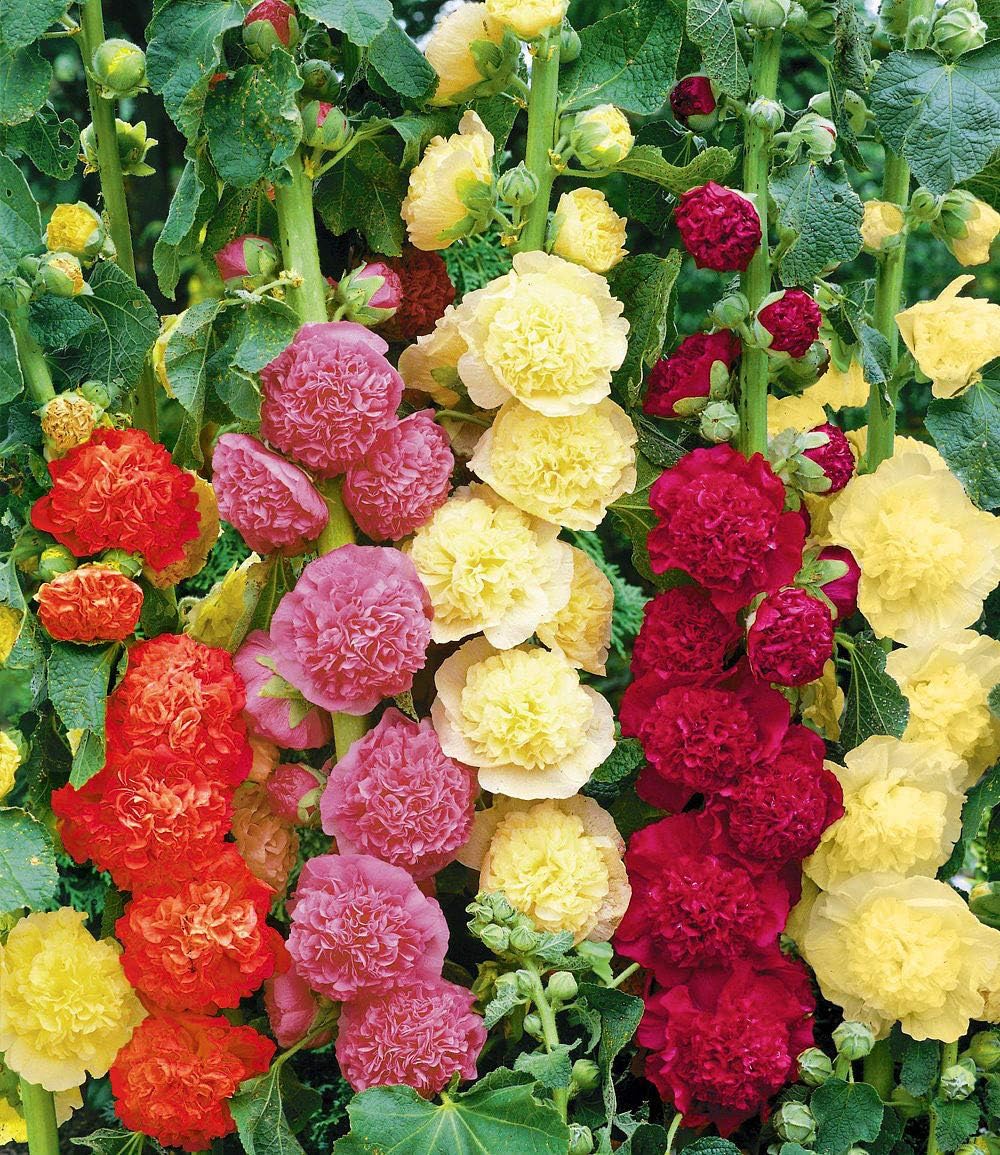 Stockrose, doppelte Mischung – Levkojen, Rose – …